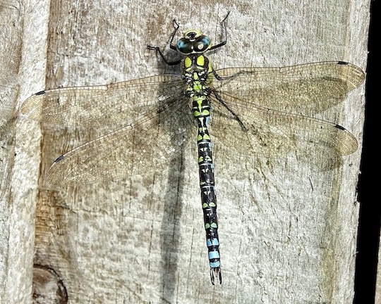 southern hawker